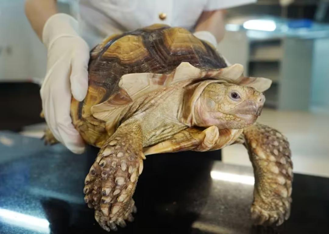 生活百科全书书籍：2024年精选指南，帮你轻松解决日常难题